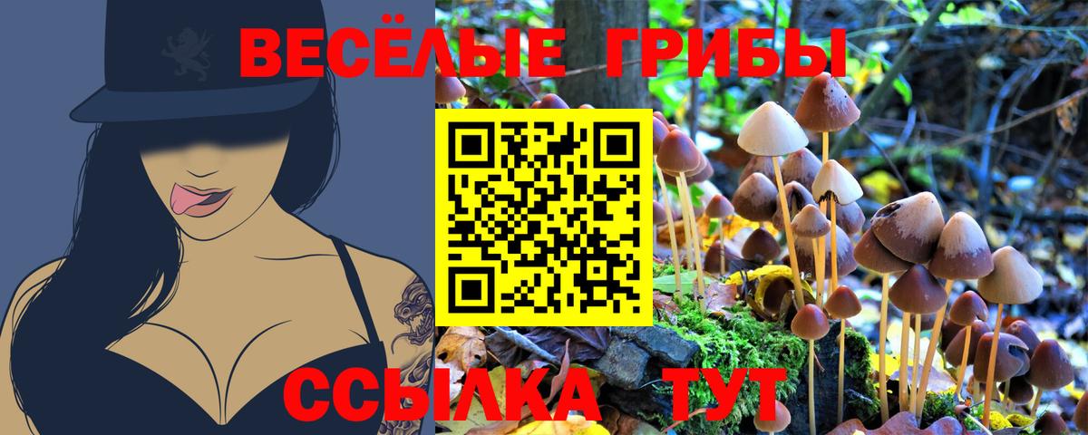 Псилоцибиновые грибы Psilocybine cubensis Лениногорск
